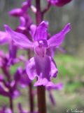 Orchis mascula