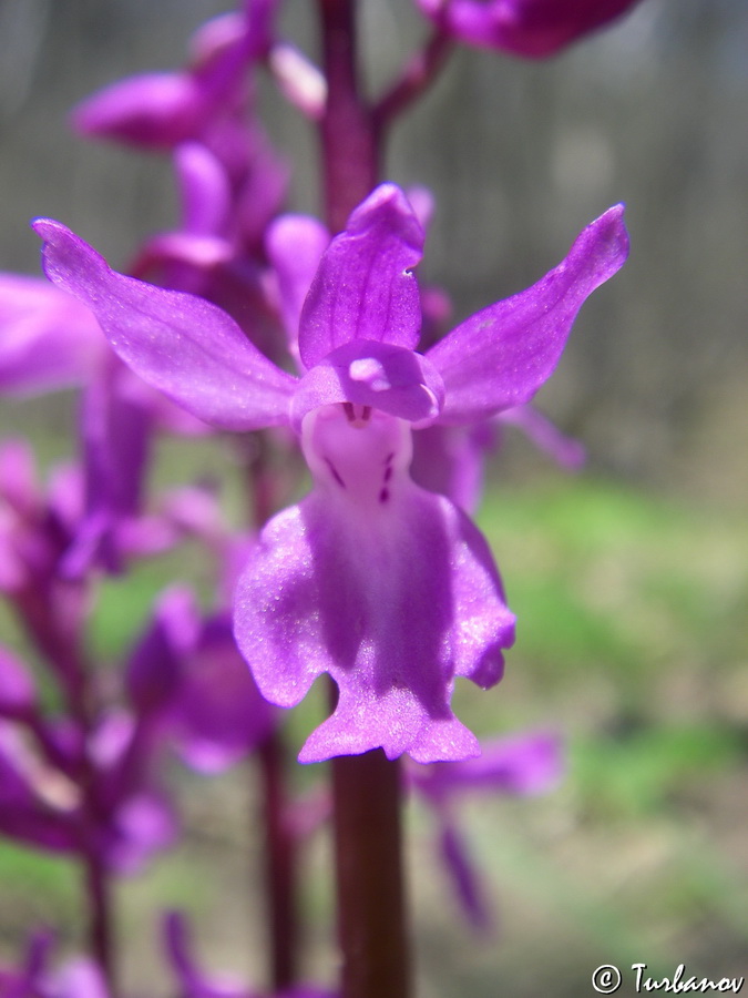 Изображение особи Orchis mascula.