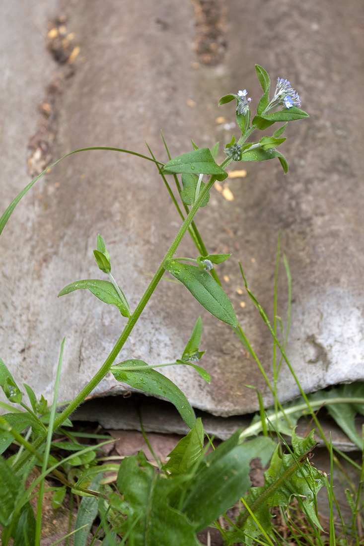 Изображение особи Myosotis arvensis.