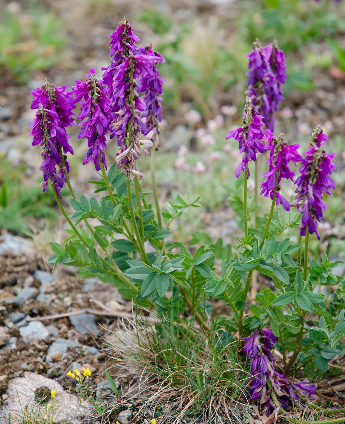 Изображение особи Hedysarum austrosibiricum.