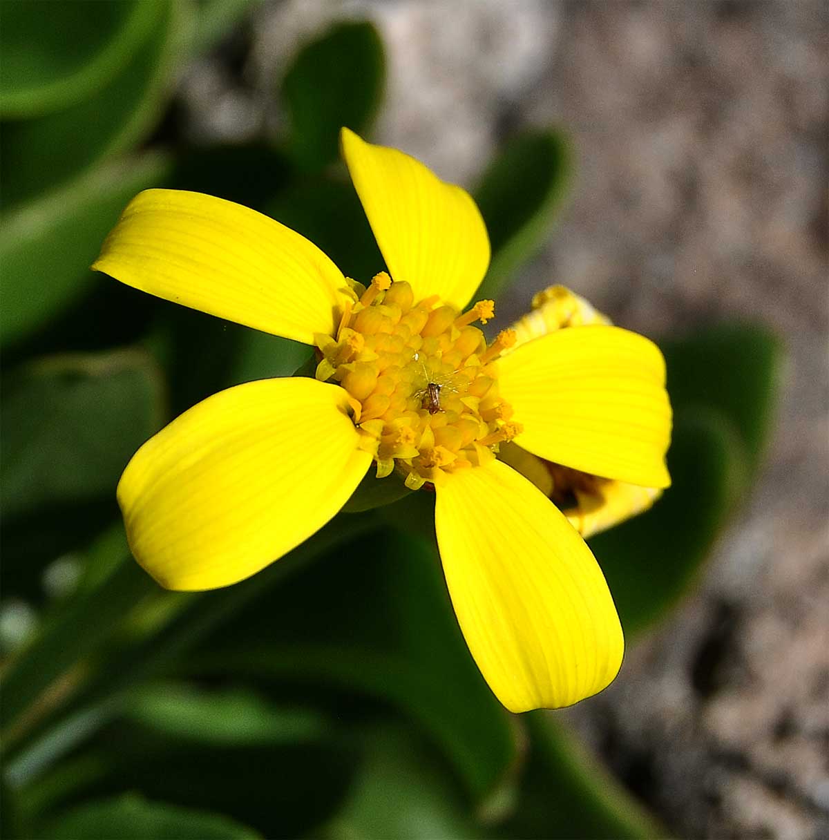 Image of Othonna arborescens specimen.