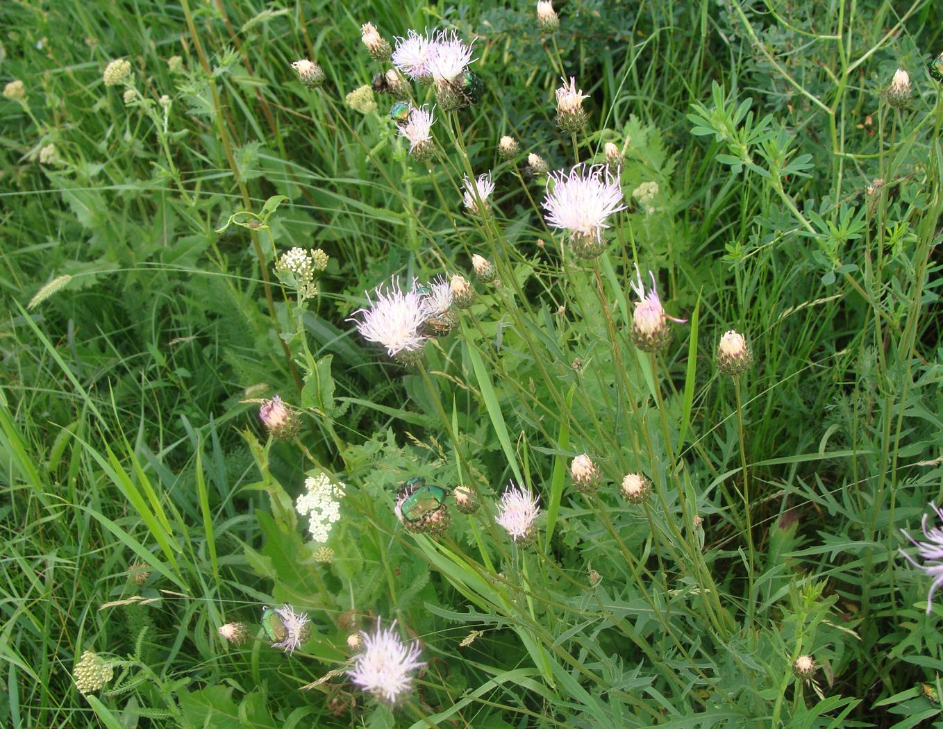 Image of Klasea radiata specimen.