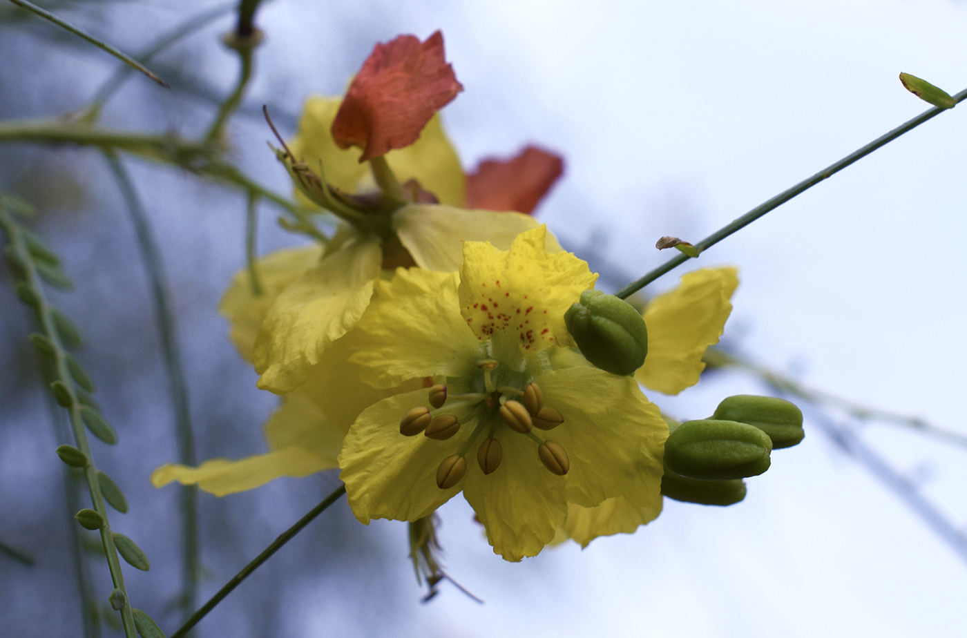 Изображение особи Parkinsonia aculeata.