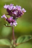 Origanum vulgare. Соцветие. Джунгарский Алатау. Казахстан, Алматинская обл., Ескельдинский р-н, левый берег р. Коксу, лесистое ущелье притока, сбегающего с пер. Онар, 1910 м н.у.м. 17.08.2016.