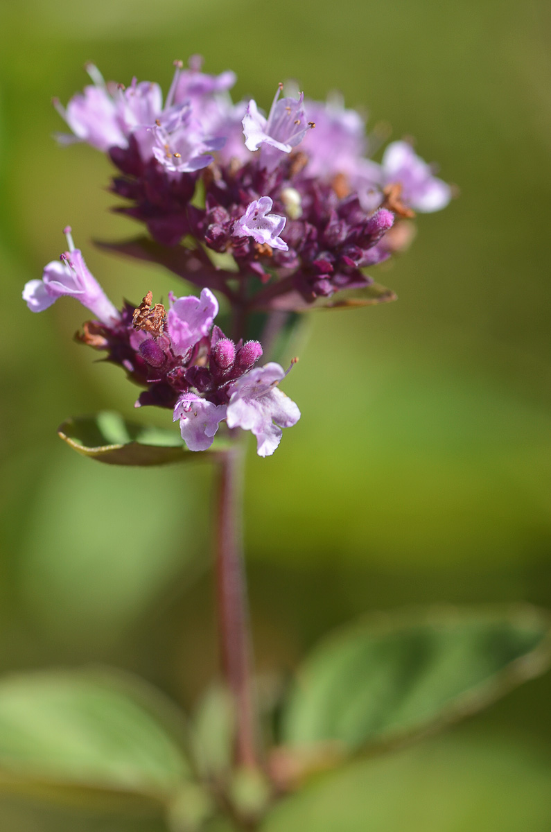 Image of Origanum vulgare specimen.