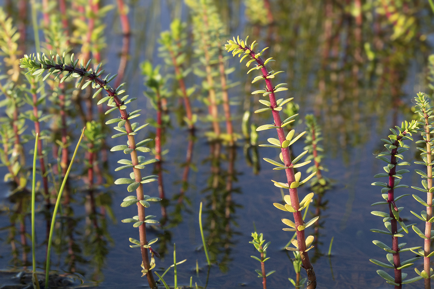 Image of Hippuris tetraphylla specimen.