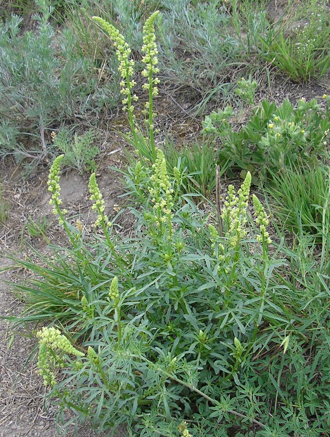 Image of Reseda lutea specimen.