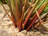 Juncus effusus