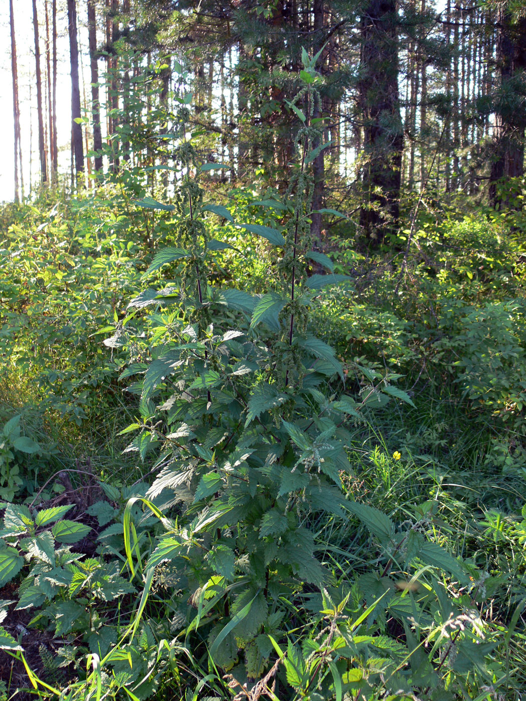 Image of Urtica dioica specimen.