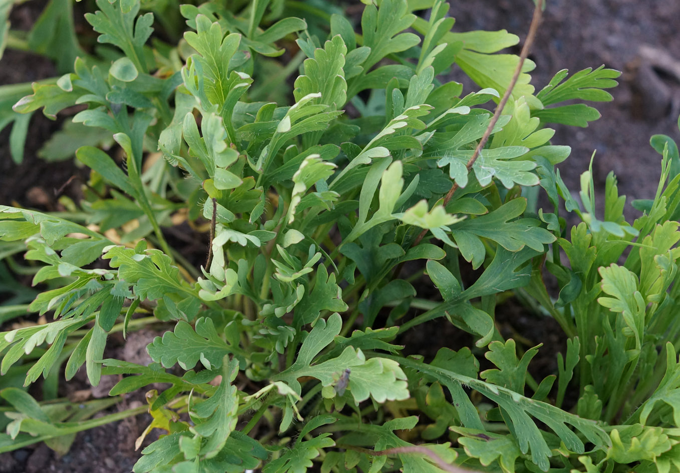 Image of Papaver microcarpum specimen.