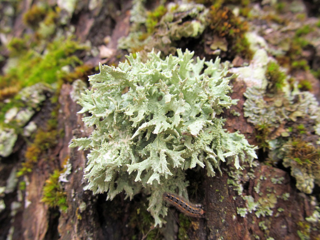 Image of Ramalina pollinaria specimen.