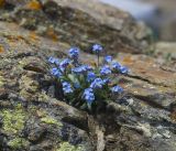 Myosotis alpestris. Цветущее растение. Кабардино-Балкария, Эльбрусский р-н, восточный склон горы Чегет, в расщелине скалы, ≈ 3000 м н.у.м. 08.07.2009.