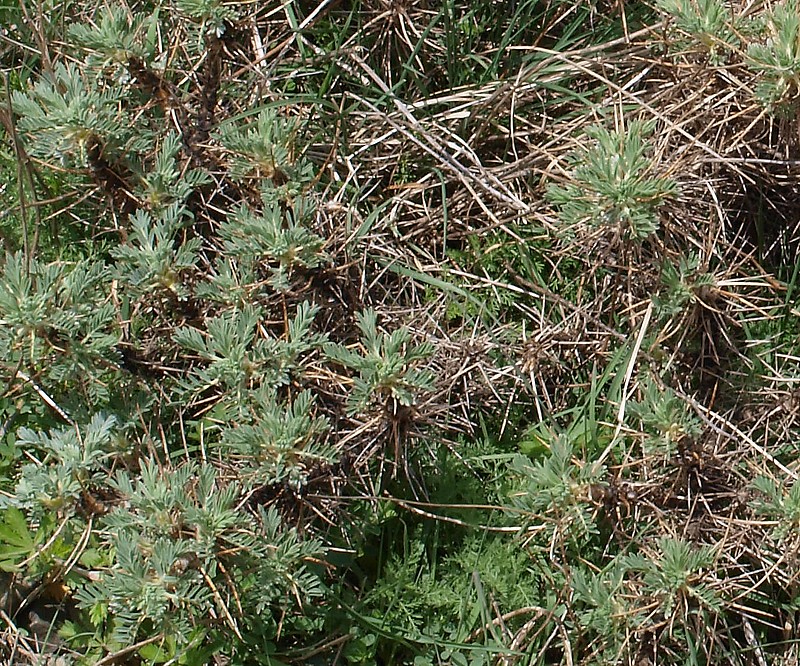 Изображение особи Astragalus denudatus.