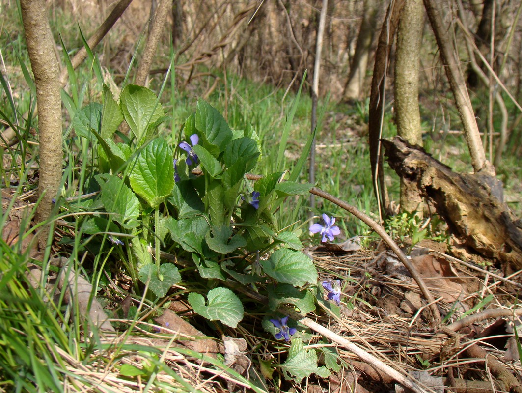 Image of Viola suavis specimen.