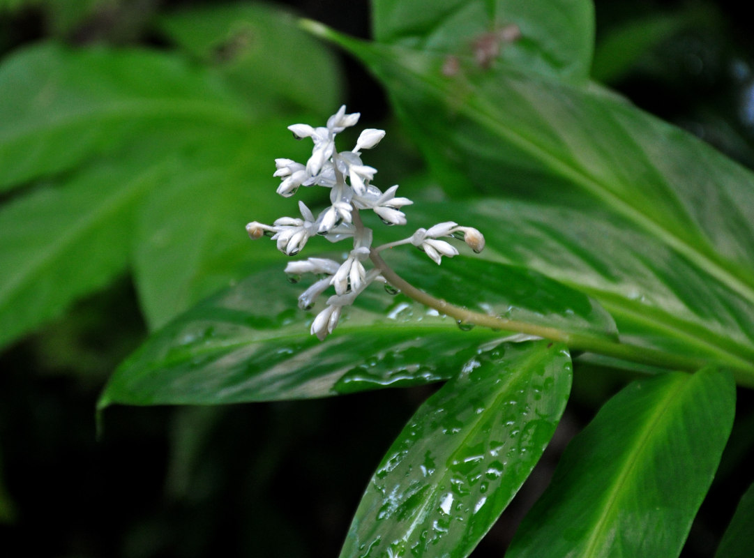 Изображение особи Globba leucantha.