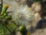 Senecio vulgaris. Соплодие и фрагмент соцветия. Магаданская обл., окр. г. Магадан, побережье бухты Гертнера, каменистый приморский склон. 12.08.2017.