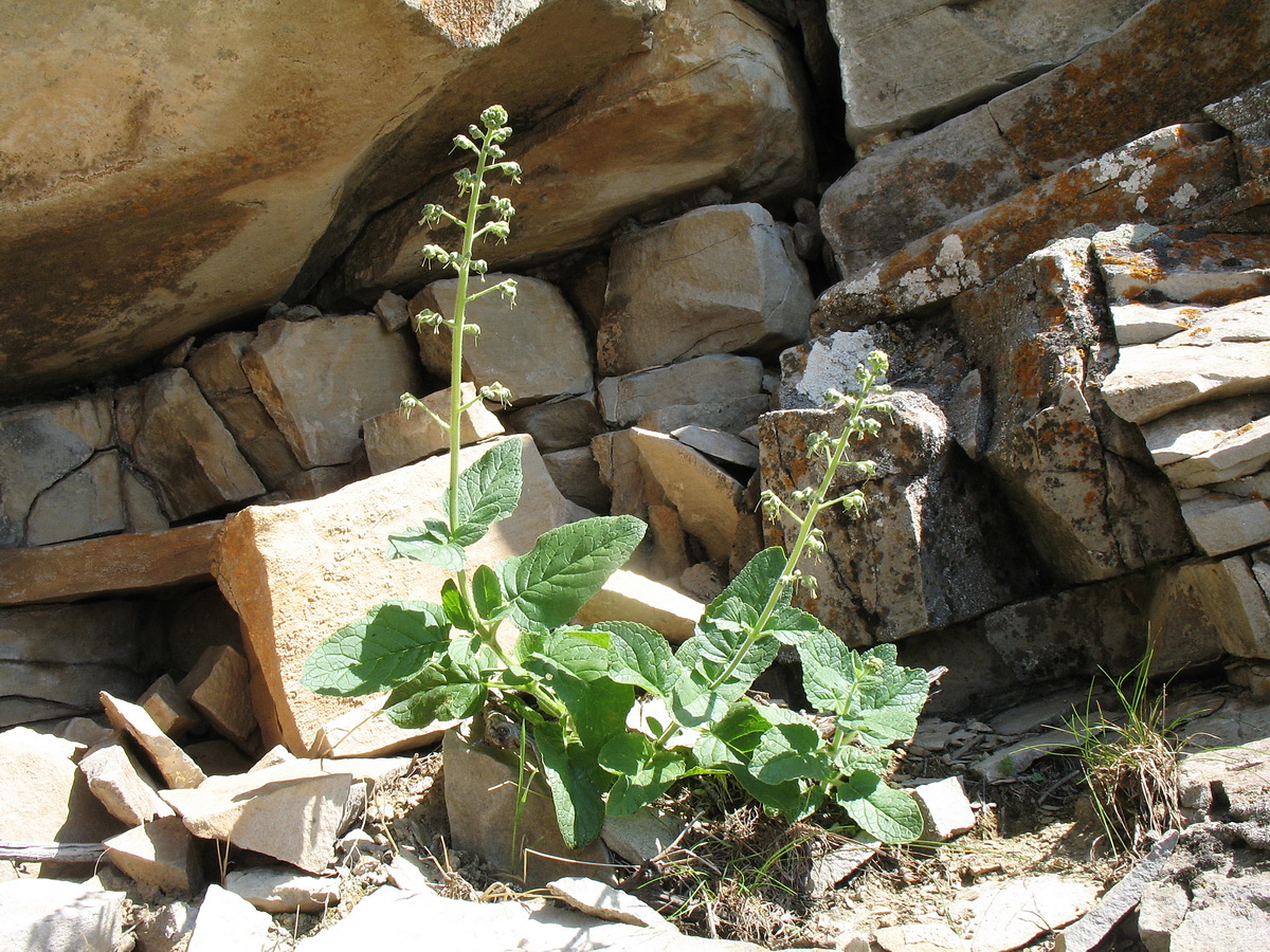 Изображение особи Scrophularia heucheriiflora.