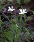 Stellaria holostea. Верхушка цветущего растения с сидящей мухой. Испания, автономное сообщество Каталония, провинция Жирона, комарка Ла-Гарроча, подр-н (субкомарка) де Олот, муниципалитет Санта-Пау, опушка букового леса Фажеда д’эн Жорда. 14.05.2017.