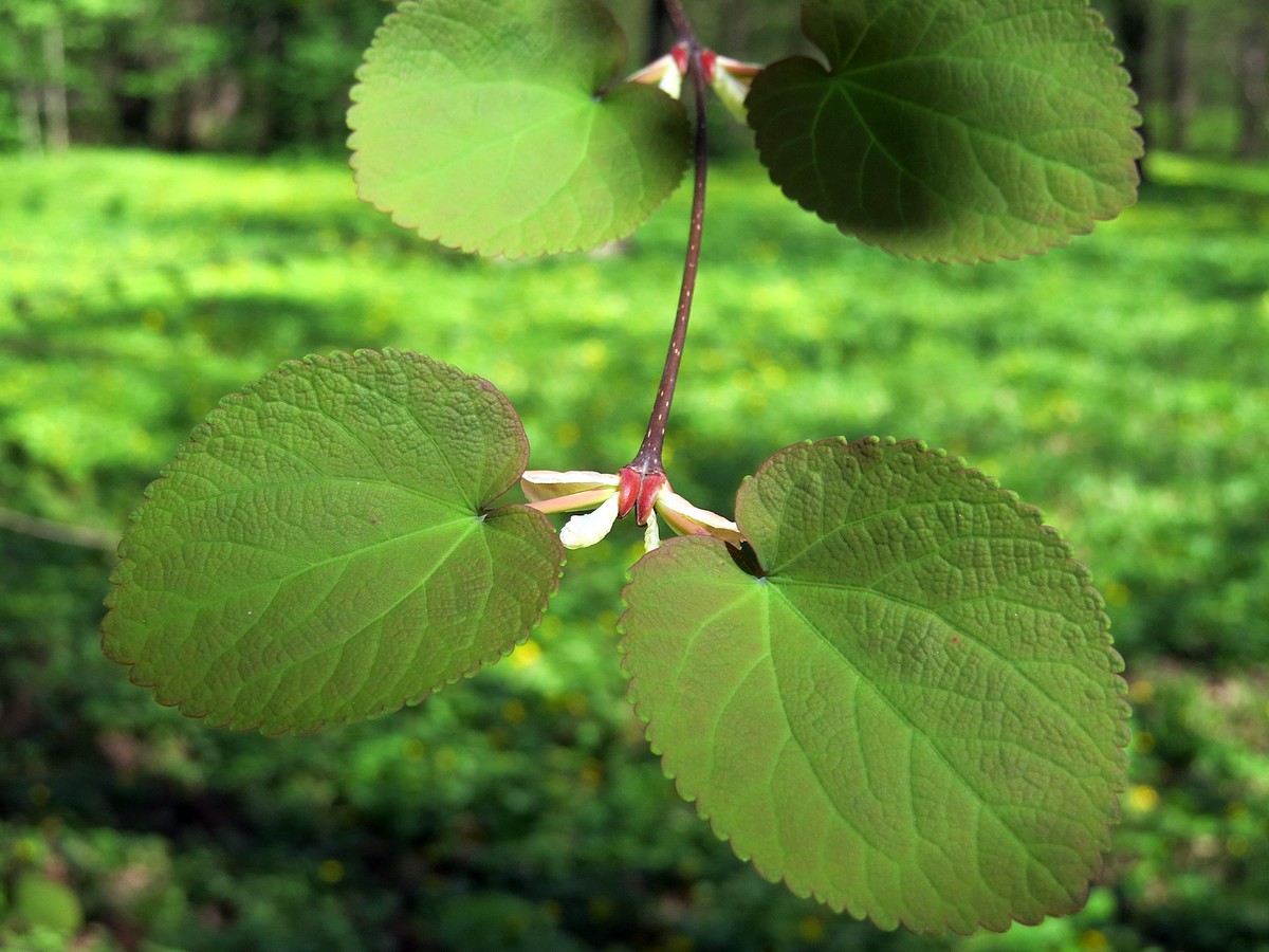 Изображение особи Cercidiphyllum magnificum.