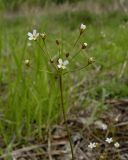 Androsace septentrionalis. Соцветие. Якутия, Мирнинский р-н, окр. пос. Светлый, р-н картофельного поля. 09.06.2009.