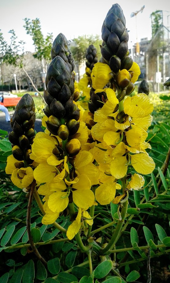 Image of Senna didymobotrya specimen.