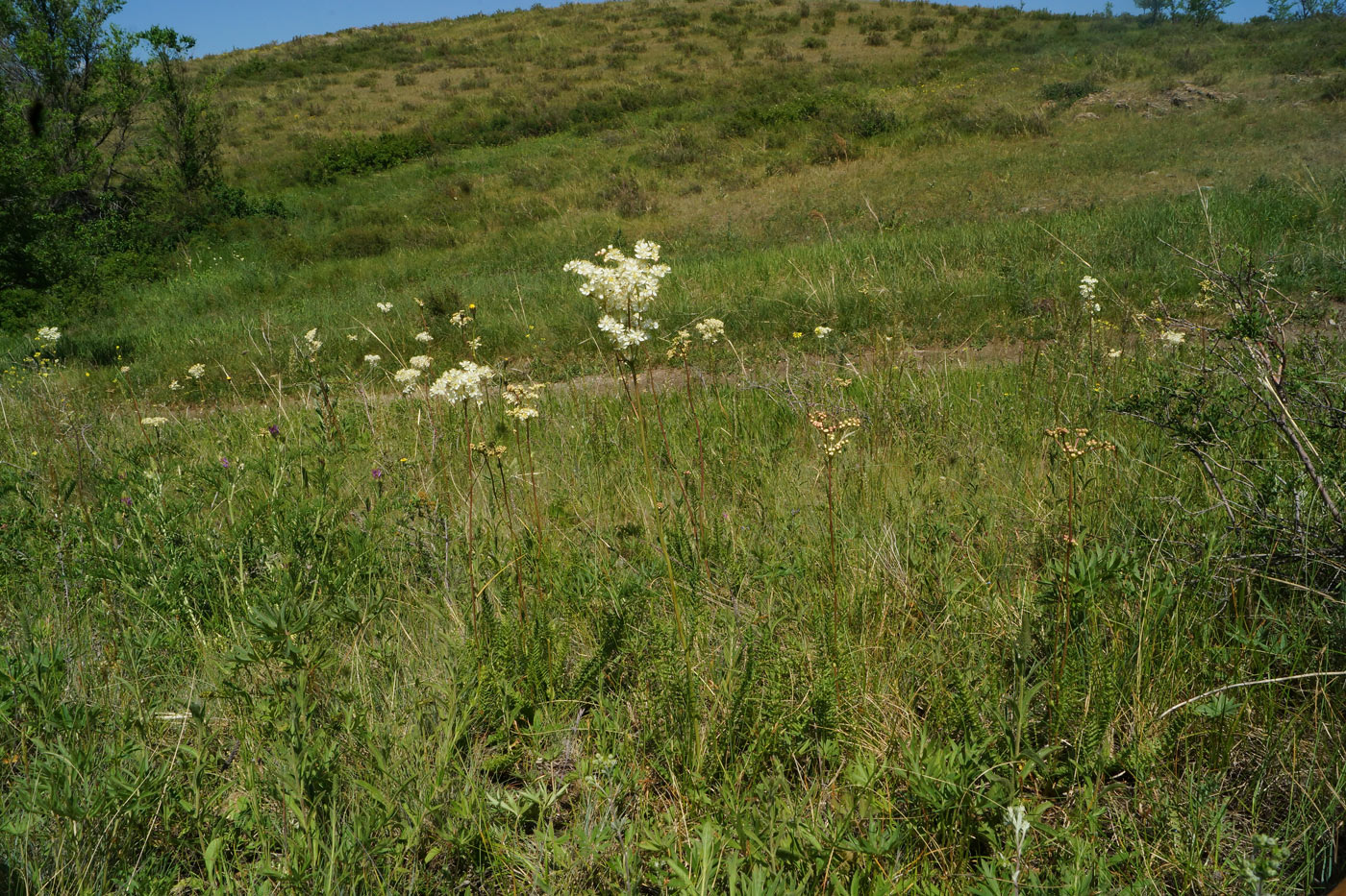 Изображение особи Filipendula vulgaris.