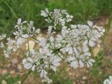 Bifora radians