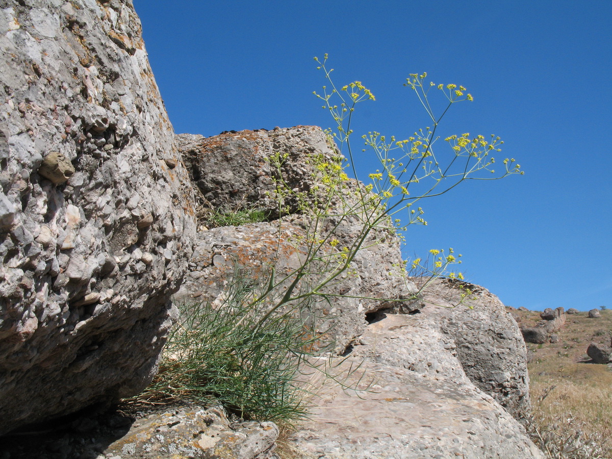 Image of Ferula leucographa specimen.