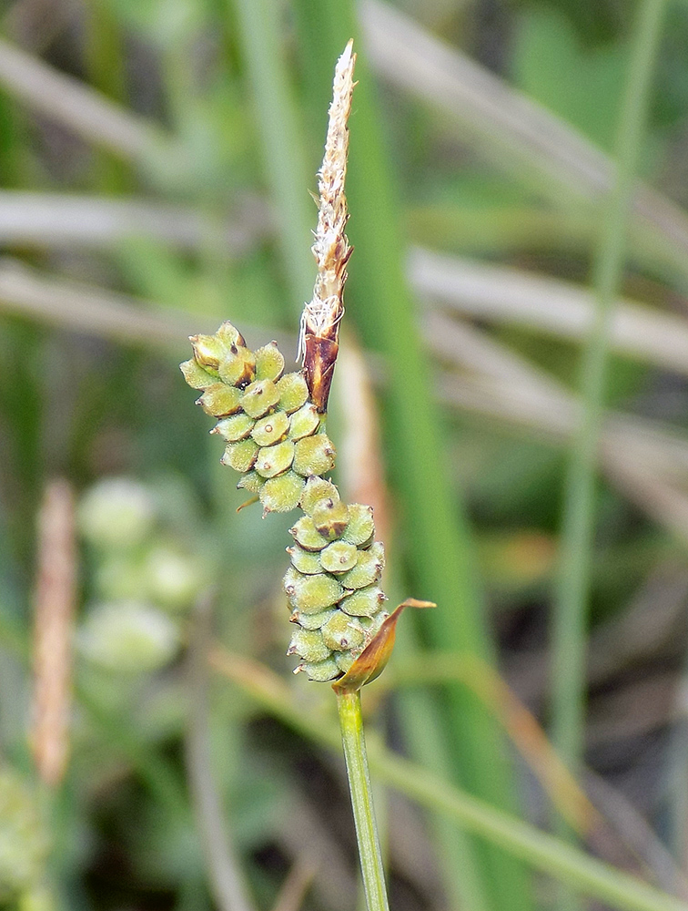 Image of Carex tomentosa specimen.