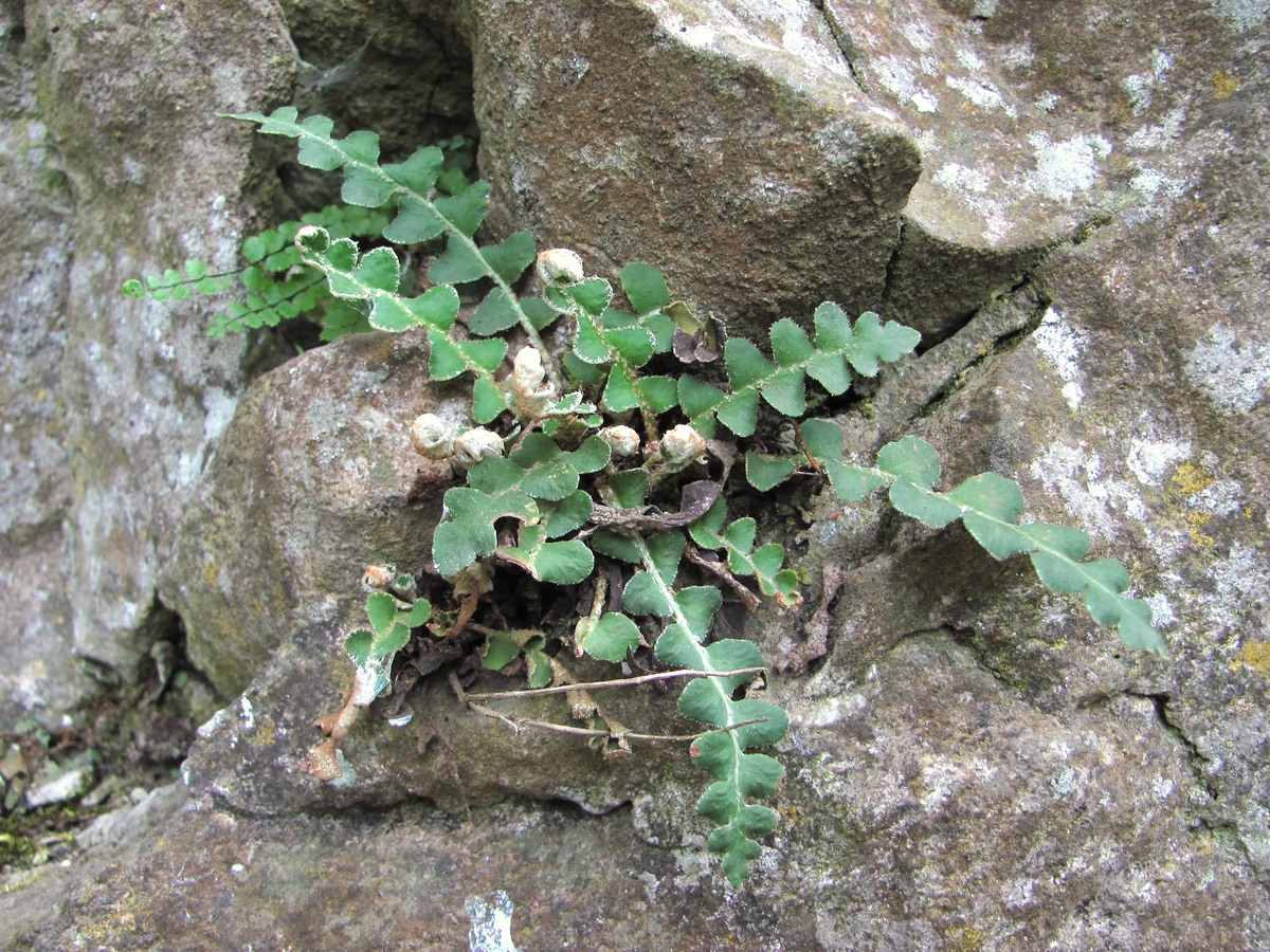 Image of Ceterach officinarum specimen.