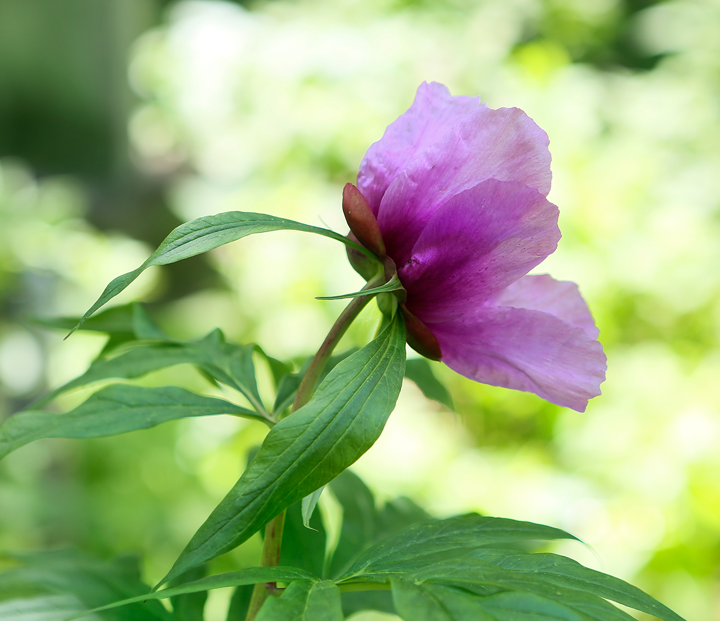 Изображение особи Paeonia anomala.