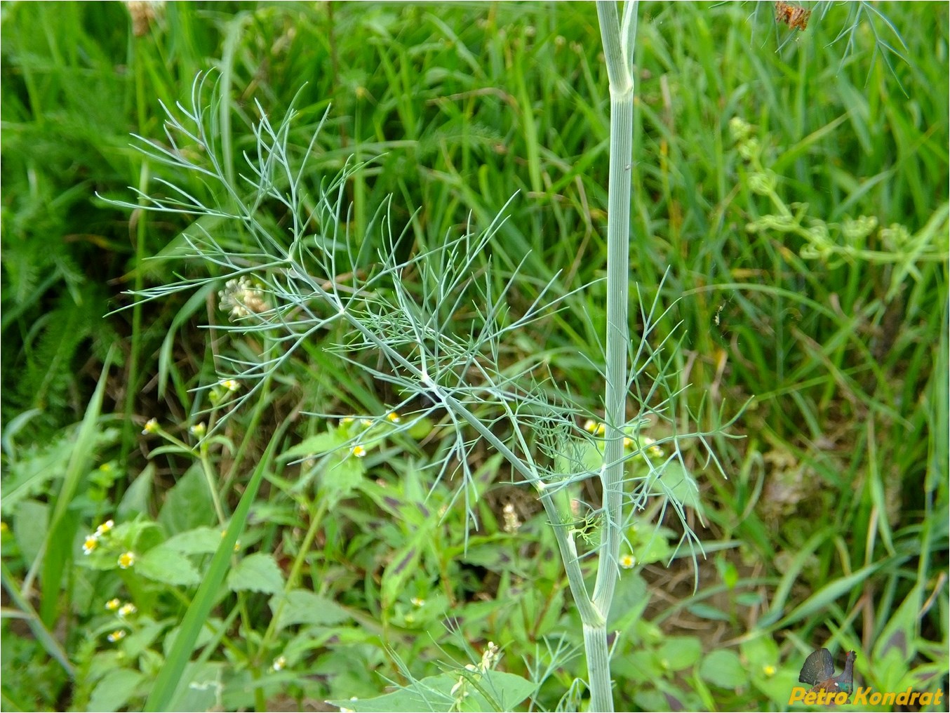 Image of Anethum graveolens specimen.