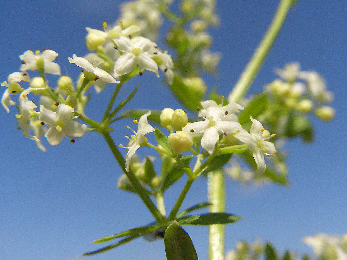 Изображение особи Galium mollugo.