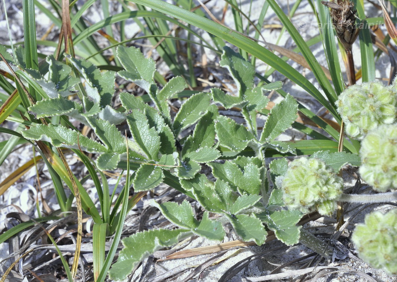 Image of Glehnia litoralis specimen.