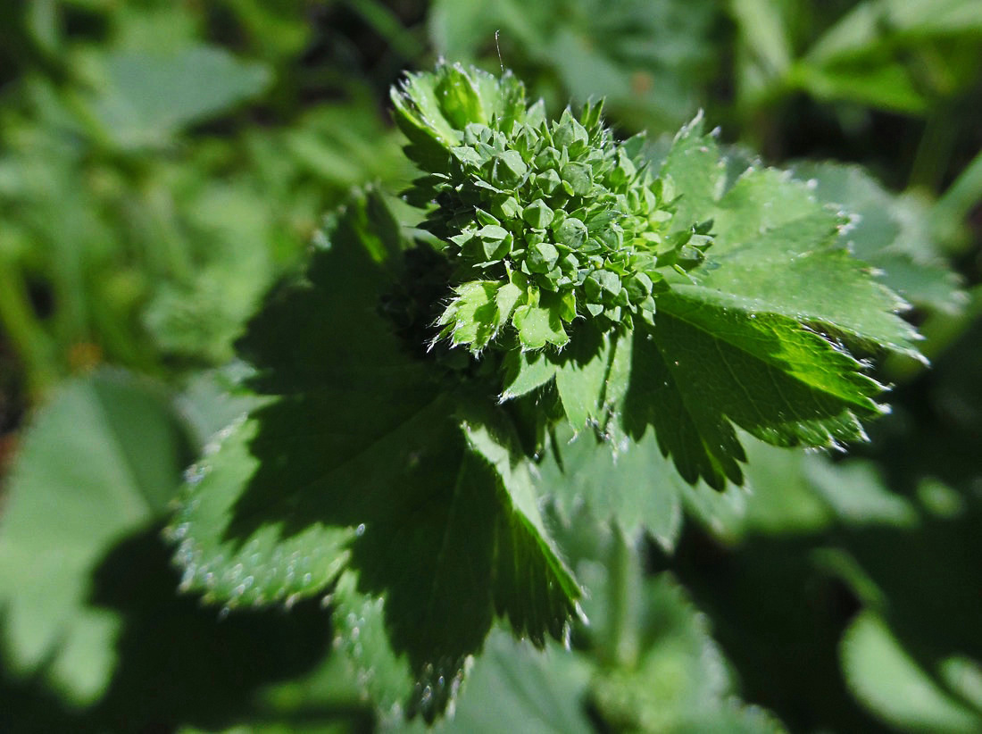 Image of Alchemilla xanthochlora specimen.