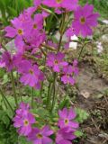 Primula cortusoides