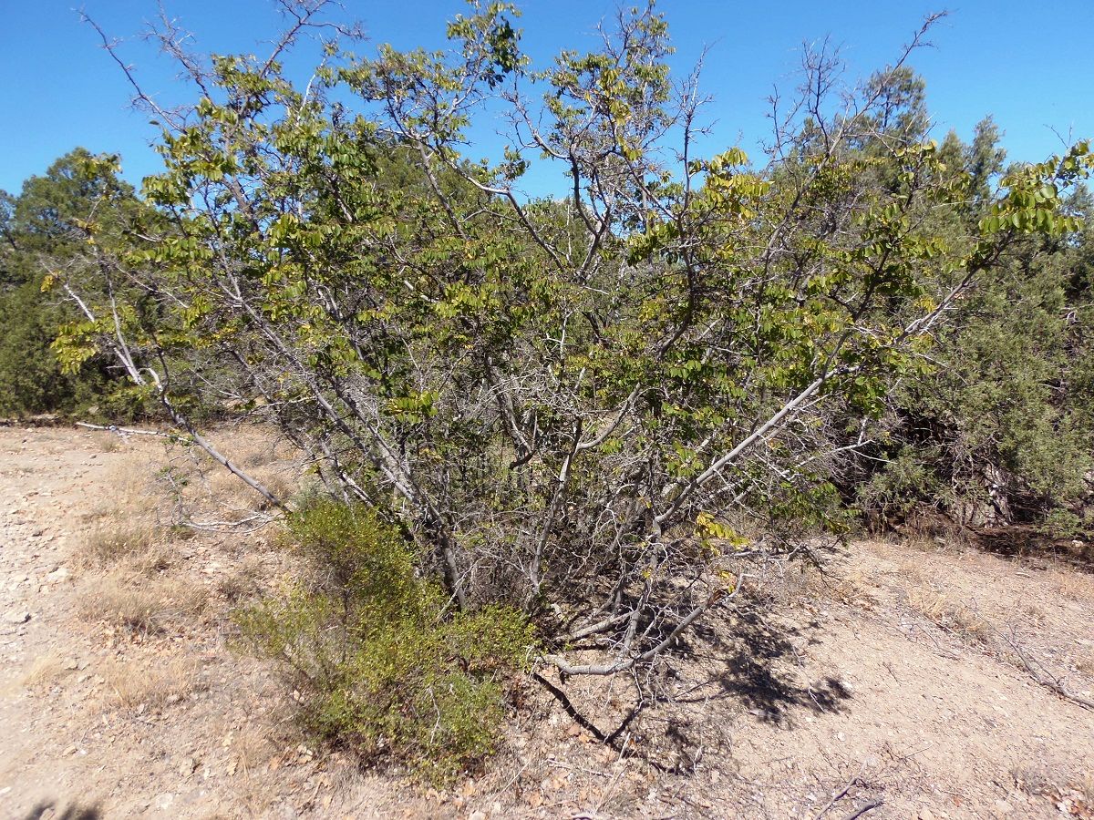 Image of Paliurus spina-christi specimen.