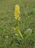 Orchis pallens