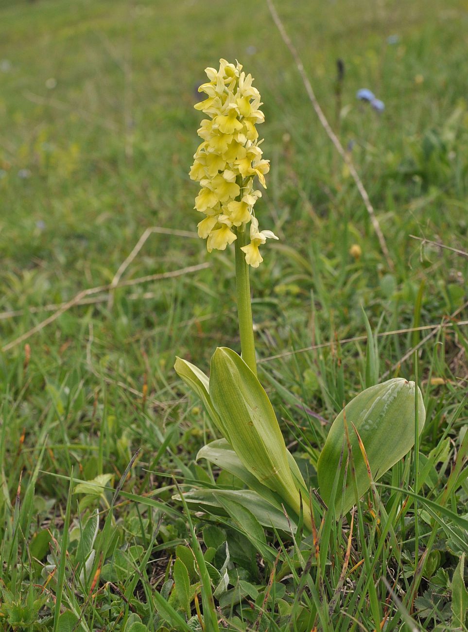 Изображение особи Orchis pallens.