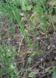Cerastium brachypetalum ssp. tauricum