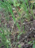 Cerastium brachypetalum ssp. tauricum