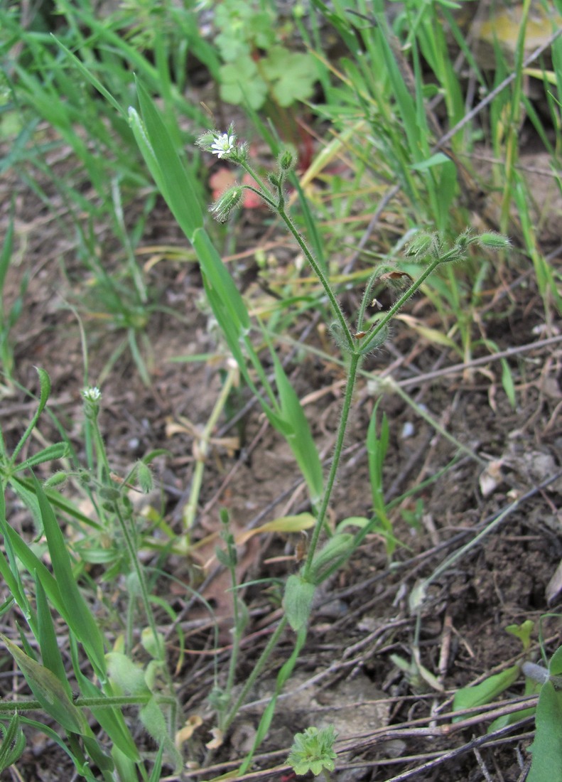 Image of Cerastium brachypetalum ssp. tauricum specimen.