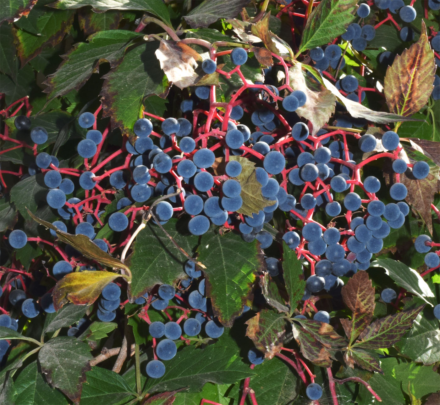 Image of Parthenocissus quinquefolia specimen.