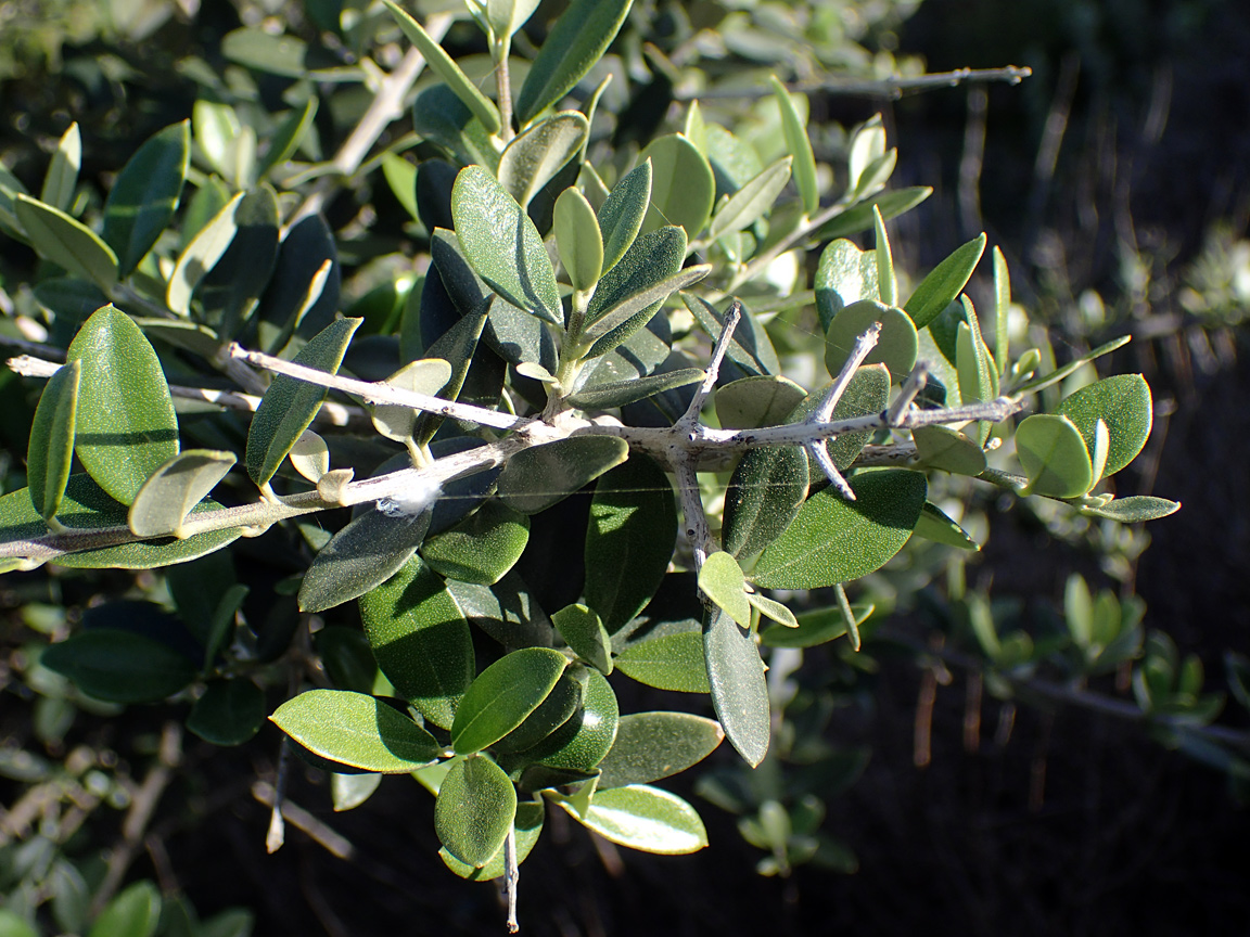 Изображение особи Olea europaea var. sylvestris.