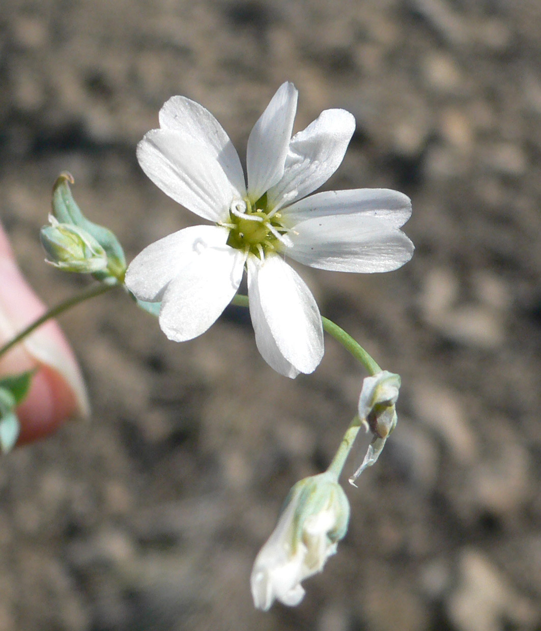 Изображение особи Stellaria fischeriana.