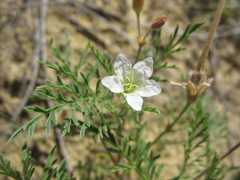 Изображение особи Erodium stevenii.