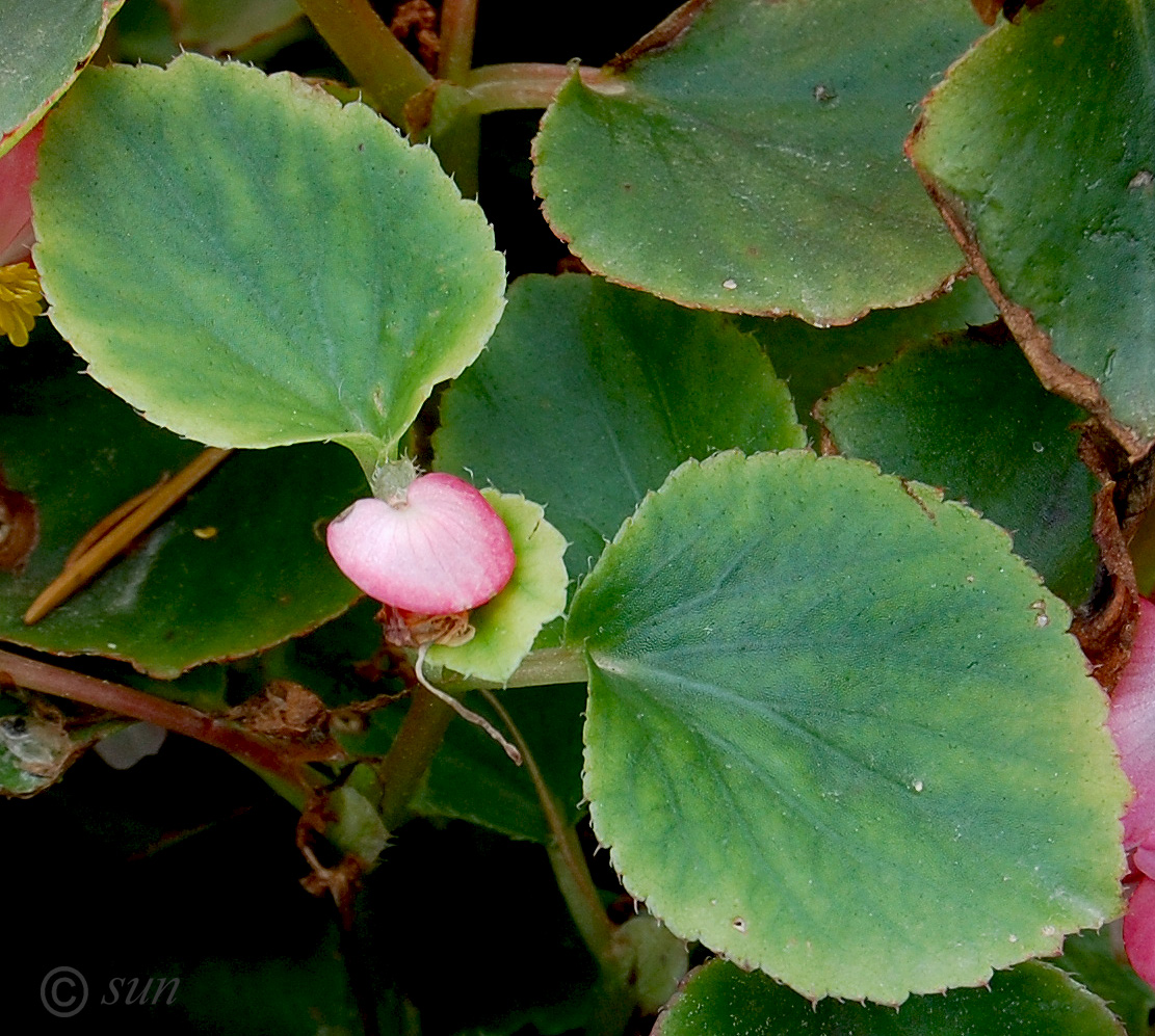Image of Begonia × hortensis specimen.