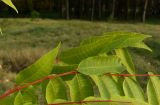 Toona sinensis