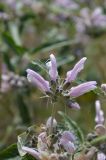 Phlomis hypoleuca