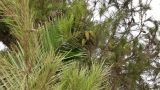 genus Pinus. Ветви с шишками. Кипр, г. Айа-Напа, охраняемая природная зона Agías Théklas. 05.10.2018.